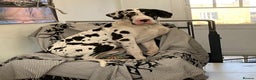 Great Dane dogs for stud: Karl the Great Dane for stud  in London - Advert 16