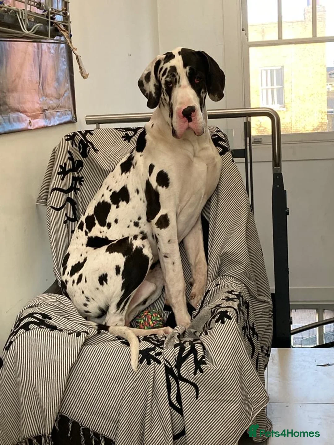 Great Dane dogs for stud: Karl the Great Dane for stud  in London - Advert 16