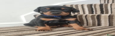 Dobermann Puppy 7