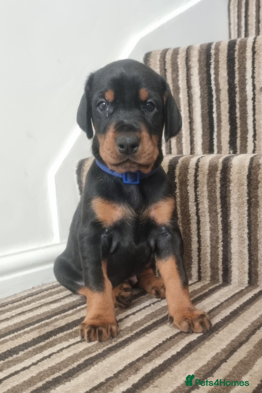 Dobermann dogs for sale: Exceptional Doberman - Advert 32