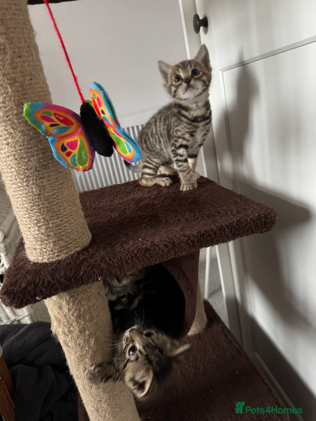 Mixed Breed cats for sale: TICA Registered Bengal x Russian Blue Kittens - Advert 18