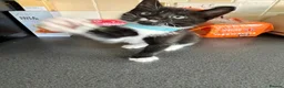Mixed Breed cats for sale: Stunning Kittens Ready Now - Advert 28