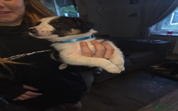 Border Collie dogs for sale: Border collie pups  - Image 10