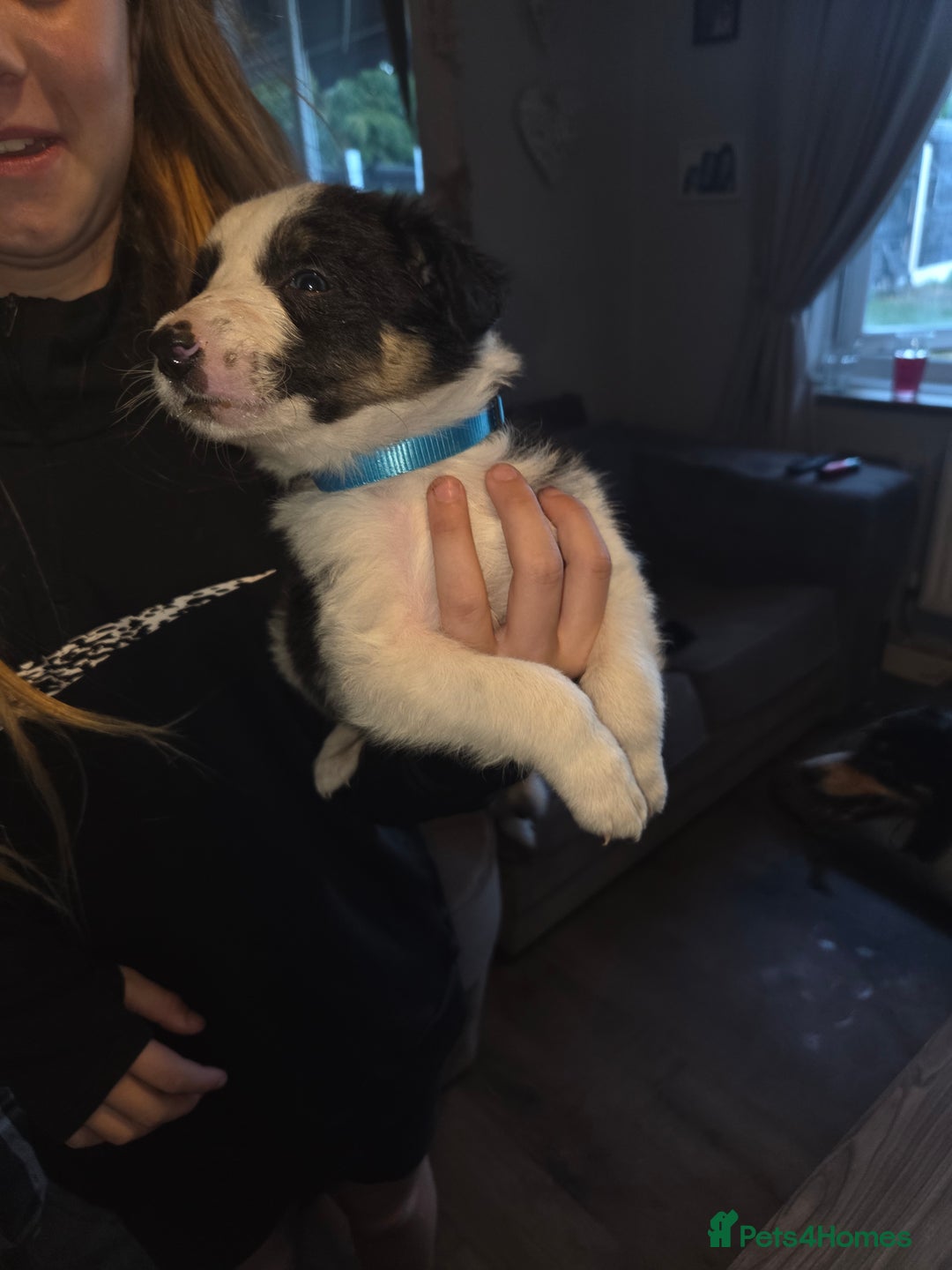 Border Collie dogs for sale: Border collie pups  - Image 10