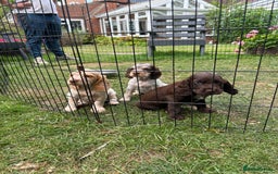 Mixed Breed dogs for sale: Sprocker spaniels - Image 1