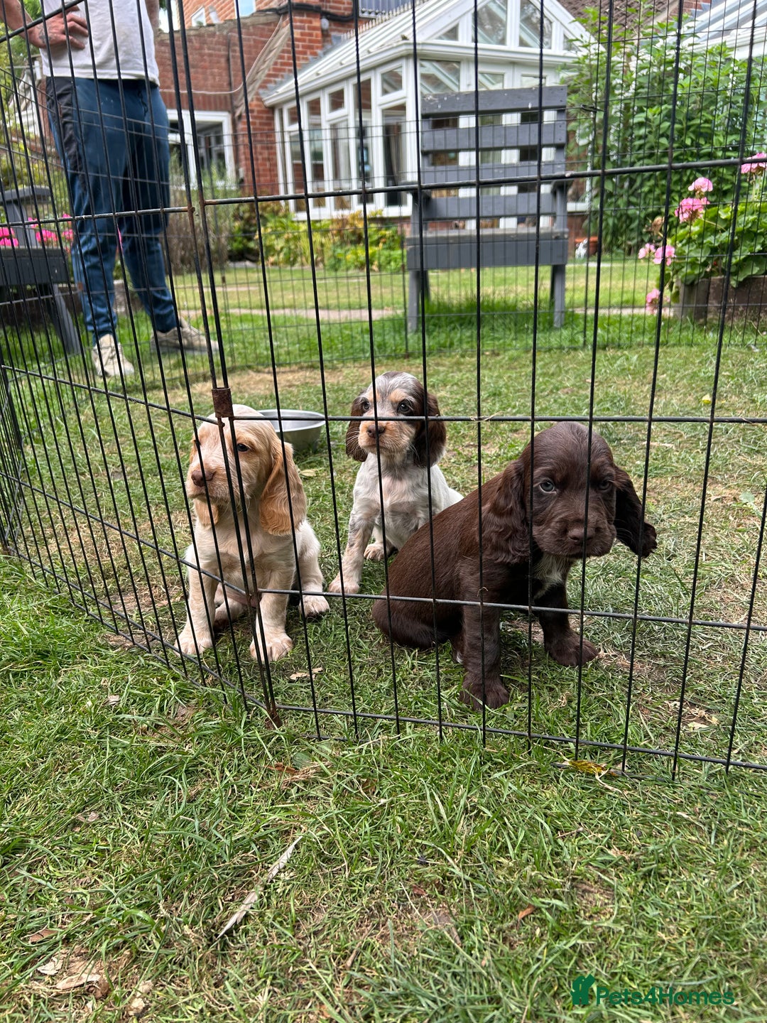 Mixed Breed dogs for sale: Sprocker spaniels - Image 1