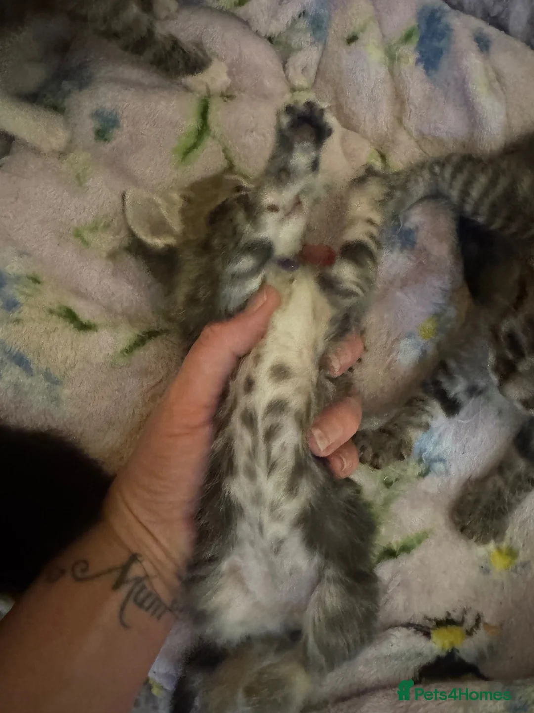 Mixed Breed cats for sale: Beautiful Mainecoon x Bengal kittens  - Advert 14