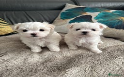 Maltese dogs for sale: 🌟KC STUNNING half-Korean Maltese puppies 🌟 - Image 18