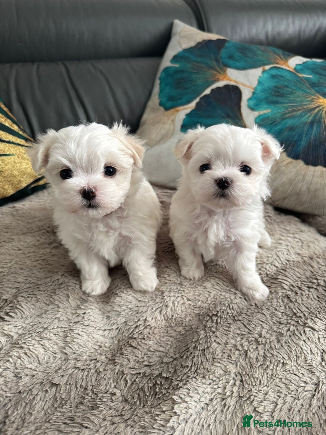 Maltese dogs for sale: 🌟KC STUNNING half-Korean Maltese puppies 🌟 - Image 18