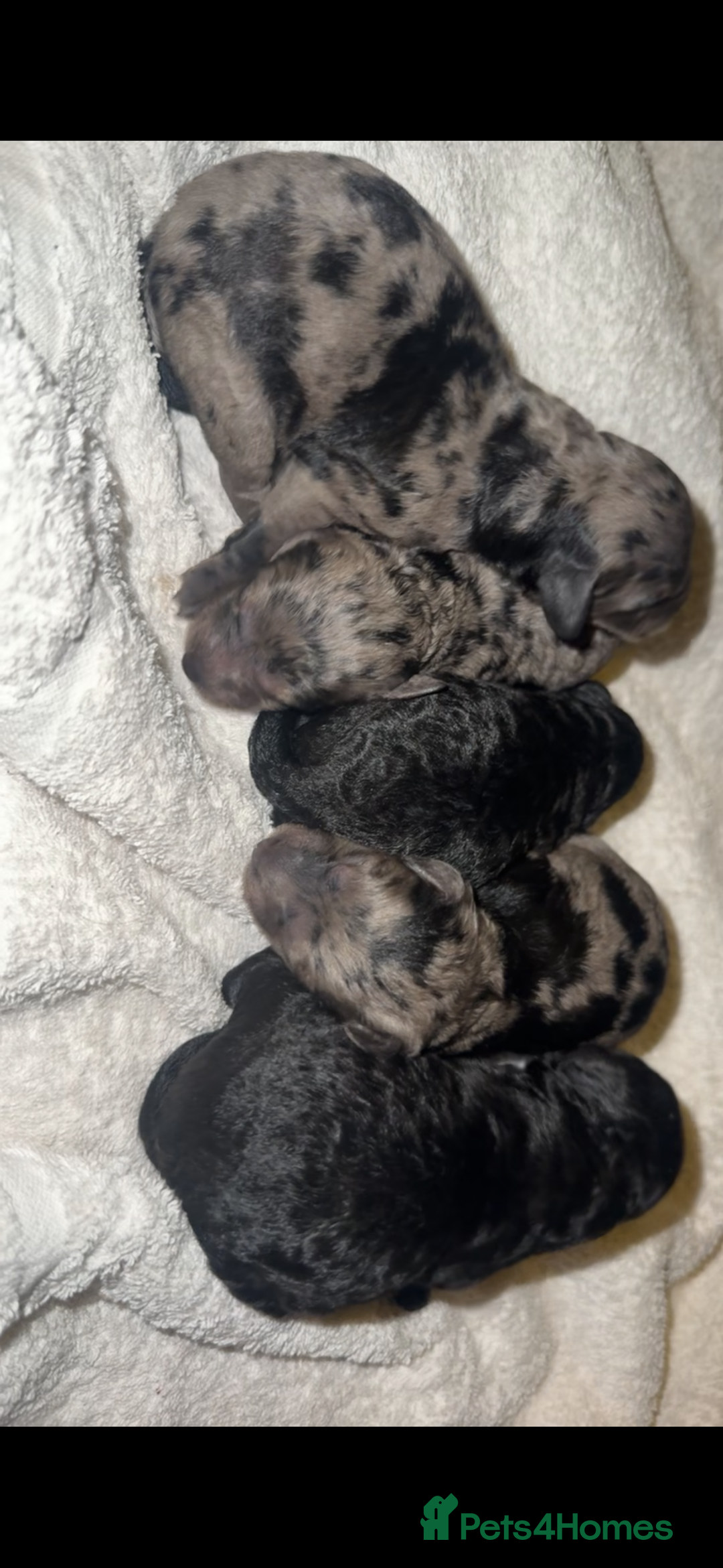 Labradoodle dogs for sale: Stunning tiny labradoodles blue Merle & black - Image 9