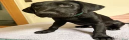 Labrador Retriever dogs for sale: Teddy 🖤 Gorgeous Black Labrador Boy – Ready Now - Advert 4