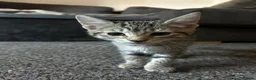 Mixed Breed cats for sale: 3x Tabby’s ready to go - Advert 6