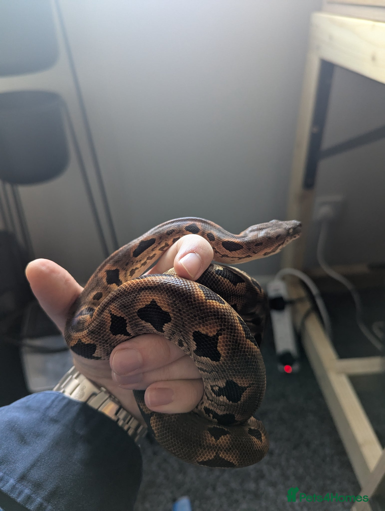 Boa Snake reptiles Stunning dumerils boa (rare toliara) + full set up - Advert 4