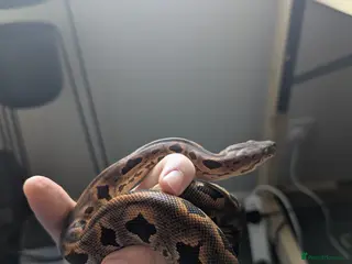 Boa Snake reptiles Stunning dumerils boa (rare toliara) + full set up - Advert 4