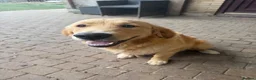 Golden Retriever dogs for sale: 2 Gorgeous Golden retriever family pets/stud dogs - Advert 7
