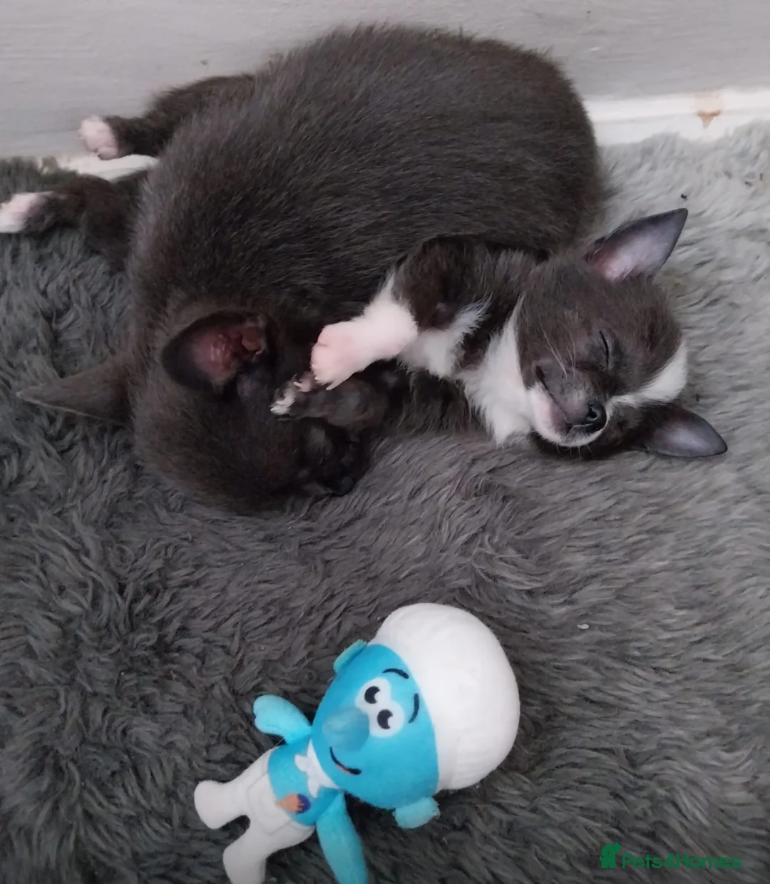 Pomchi dogs for sale: 🐶 Beautiful Pomchi pup – Waiting List Now Open 🐶 - Advert 16