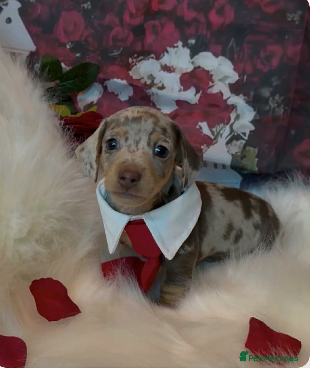 Dachshund dogs for sale: Kc registered miniature smooth daschunds  - Advert 7