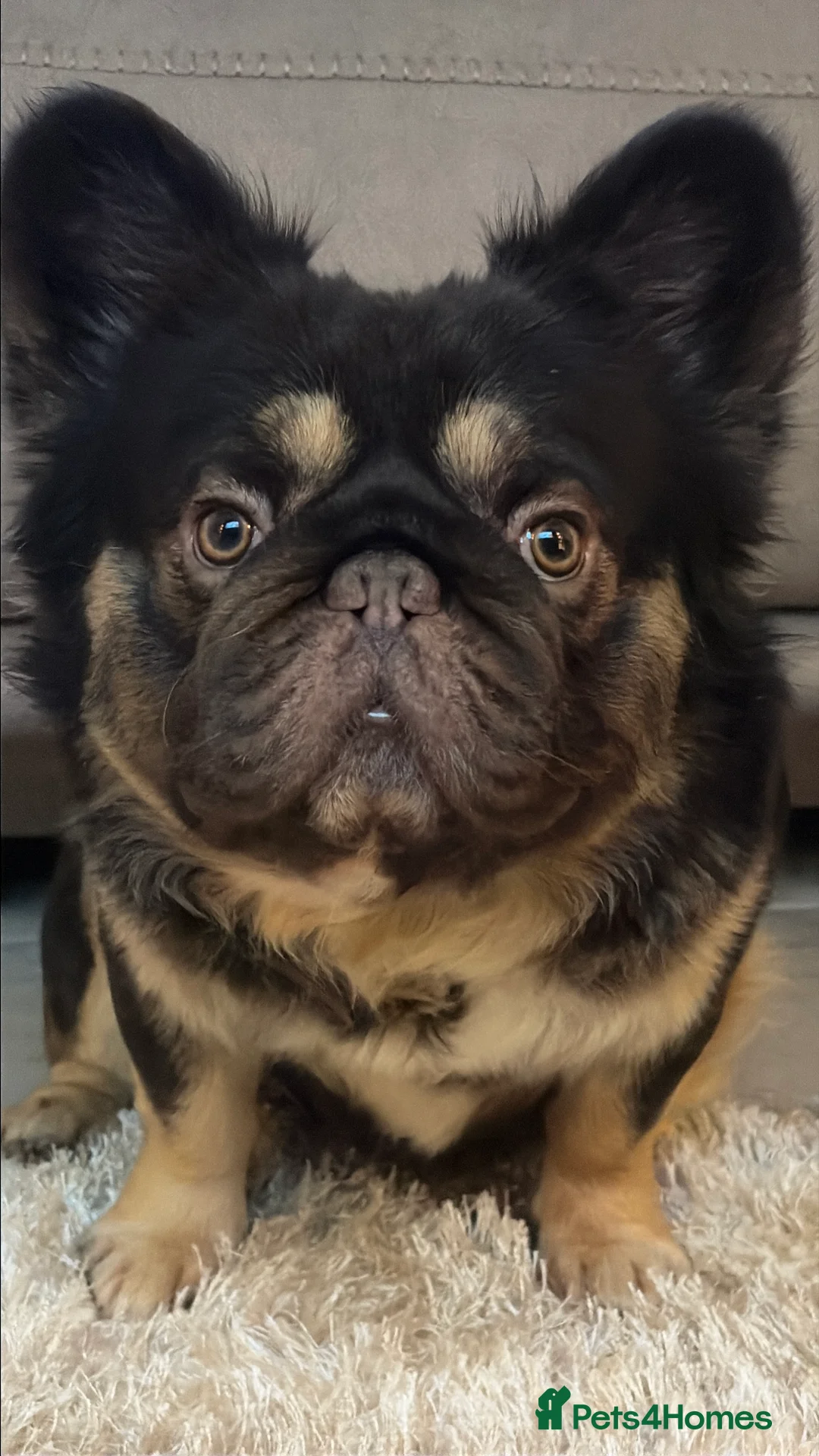 French Bulldog dogs for stud: Chocolate tan fluffy in Chesterfield - Advert 9