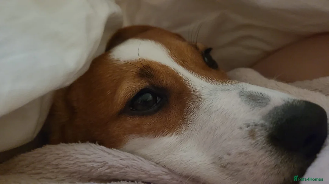 Jack Russell dogs for sale: Jack Russell's  - Advert 20