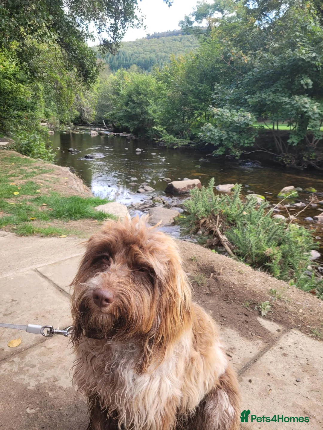Cockapoo dogs for sale: 10 month old Cockapoo  in Crediton - Advert 2