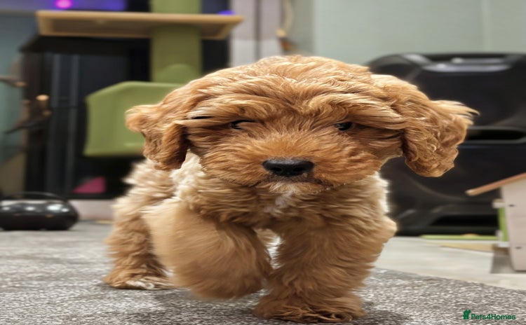 Cavapoo dogs F1b Cavapoo Puppy DNA Tested Parents +Starter Pack - Advert 1