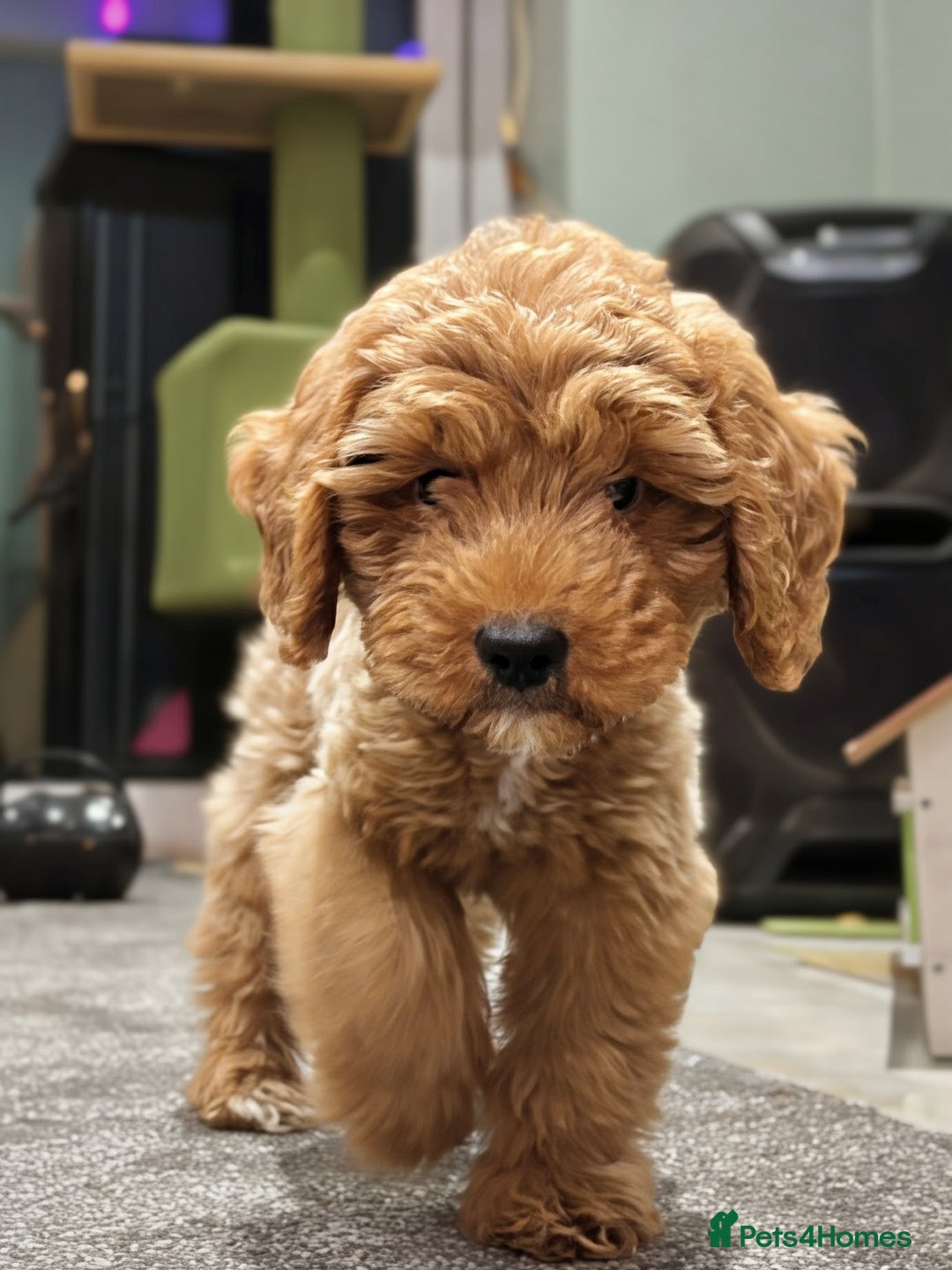 Cavapoo dogs for sale: F1b Cavapoo Puppy DNA Tested Parents +Starter Pack - Advert 1