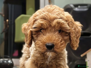 Cavapoo dogs for sale: F1b Cavapoo Puppy DNA Tested Parents +Starter Pack - Advert 1