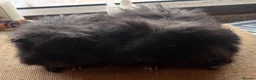 Guinea Pig rodents for sale: Pair of 8 week old baby sows  - Advert 2