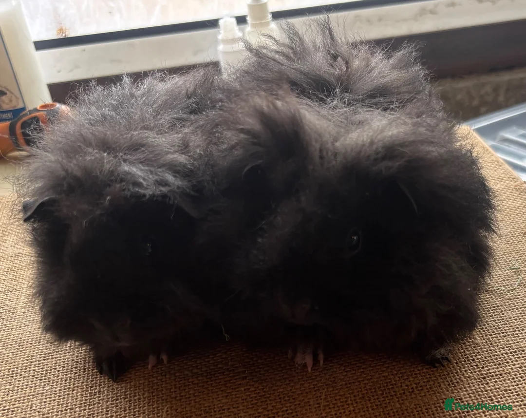 Guinea Pig rodents for sale: Pair of 8 week old baby sows  - Advert 2