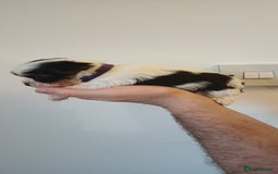 Yorkshire Terrier dogs for sale: 100% Biewer yorkshire-terrier Pedigree  - Advert 13