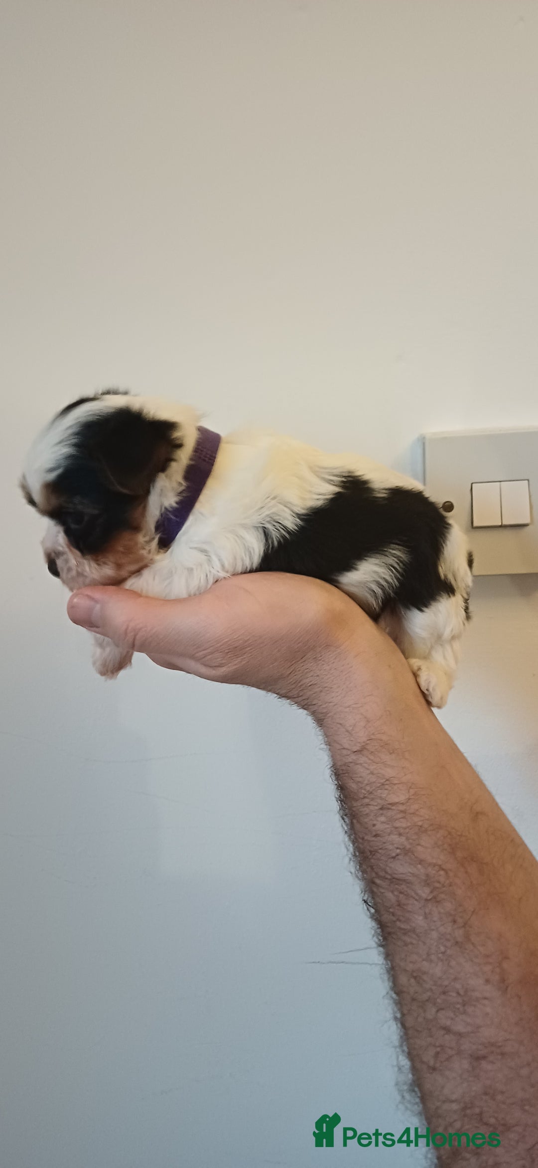 Yorkshire Terrier dogs for sale: 100% Biewer yorkshire-terrier Pedigree  - Advert 13