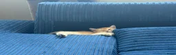 British Shorthair cats for sale: 🐾 Beautiful British Shorthair Golden Kittens 🐾 - Advert 14