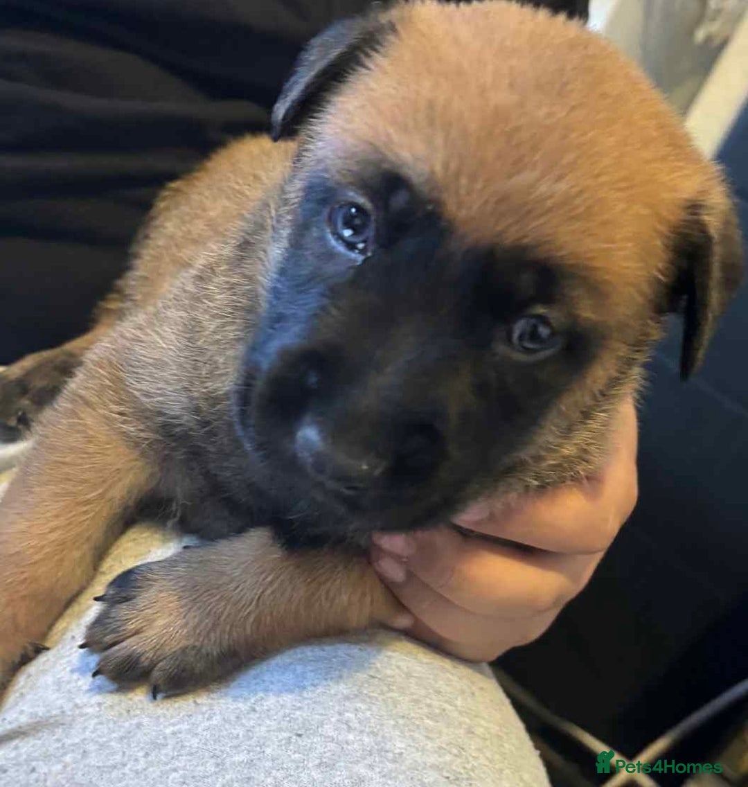 Belgian Shepherd Dog dogs for sale: Belgian shepereds puppies  - Image 15