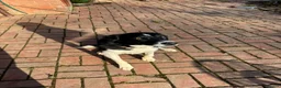 Border Collie dogs for sale: intelligent, well bred lovable  - Advert 3