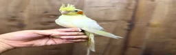 Cockatiels birds for sale: Cocktails parakeet  - Advert 5