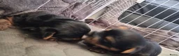 Yorkshire Terrier dogs for sale: 2 beautiful boys Yorkies dad kc registered  - Advert 11