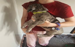 Great Dane dogs for sale: Great dane puppies  - Image 27