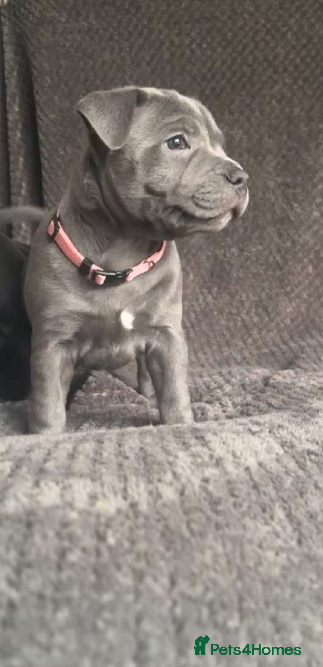 Staffordshire Bull Terrier dogs for sale: BLUE BLOODLINE CHAMPION STAFFS💕🐾 - Image 13