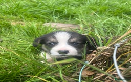 Welsh Corgi Pembroke dogs for sale: KC Registered Cuties! Pembrokeshire Corgi Puppies - Image 3