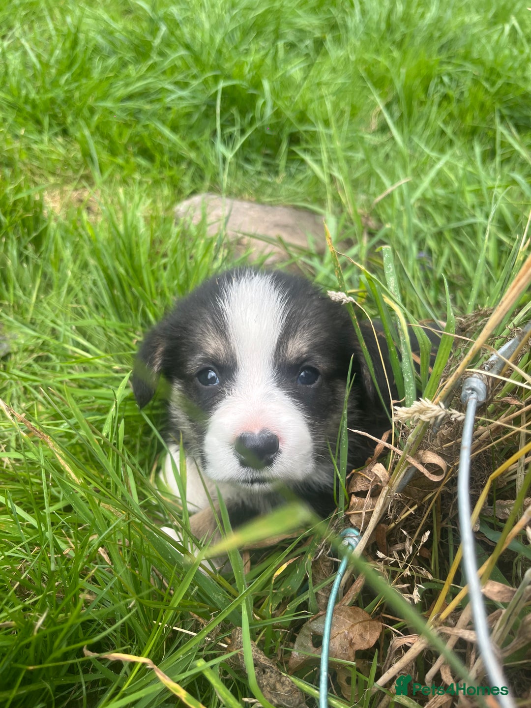 Welsh Corgi Pembroke dogs for sale: KC Registered Cuties! Pembrokeshire Corgi Puppies - Image 3