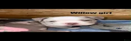American Bully dogs for sale: Our Pocket Bully puppies  - Advert 28