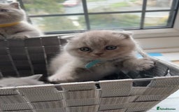 British Shorthair cats for sale: 🐾 Beautiful British Shorthair Kittens Ready Soon! - Image 1