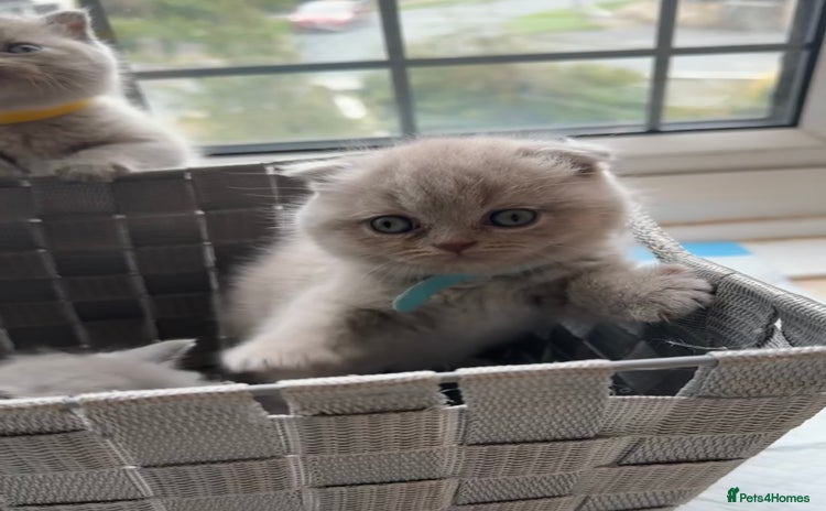 British Shorthair cats - Advert 7