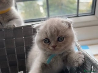 British Shorthair cats - Advert 25