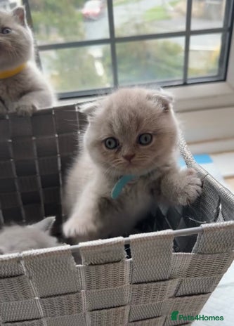 British Shorthair cats - Advert 7