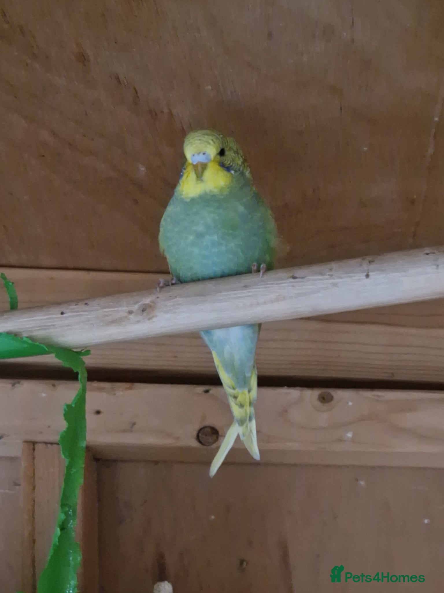 Budgerigars birds for sale: Budgies for sale  in Bradford - Advert 4