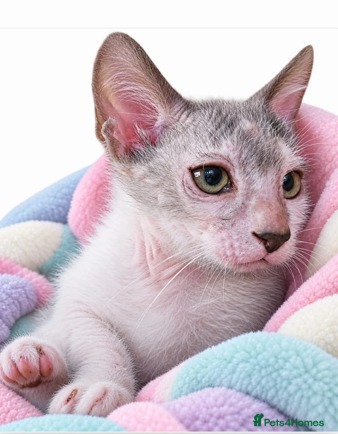 Lykoi cats for sale: LYKOI FULL PEDIGREE GCCF REGISTERED BABIES in Guildford - Advert 1