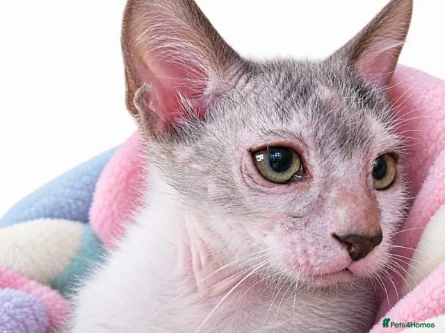 Lykoi cats for sale: LYKOI FULL PEDIGREE GCCF REGISTERED BABIES - Advert 1
