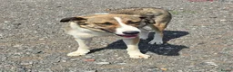 Mixed Breed dogs for adoption: Beautiful Big Girl Blanca  - Advert 11