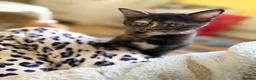 Mixed Breed cats for sale: READY 1ST JUNE - Kittens need a forever home in Chatham - Advert 8